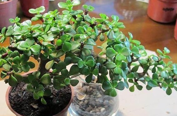 金枝玉叶这么养,长势旺,枝繁叶茂又漂亮!