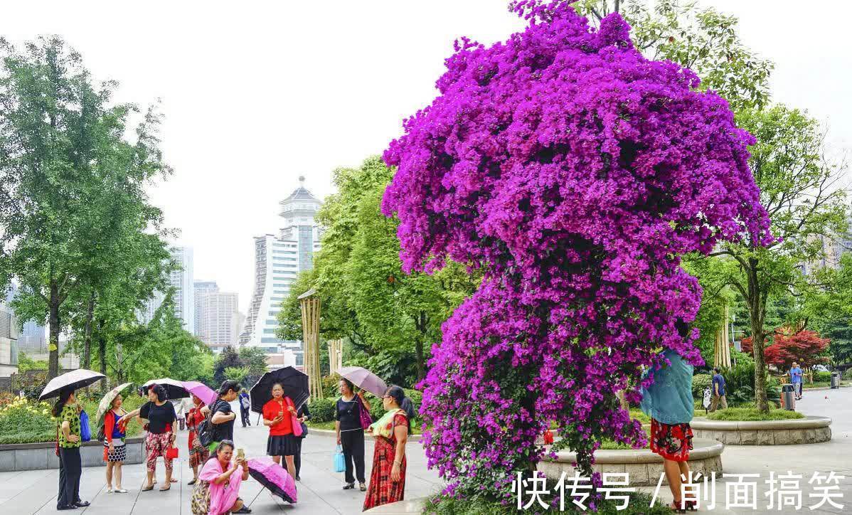 容姐|初秋三角梅还不开花,做好这四点,开成大花球也不难