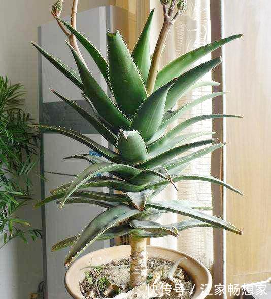 芦荟也能养成“老树桩”，枝干比人高，做菜美容用一年