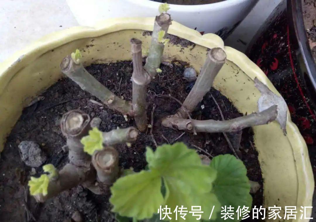 枝条|6种花别养老桩,越老越不开花,赶紧扦插备份