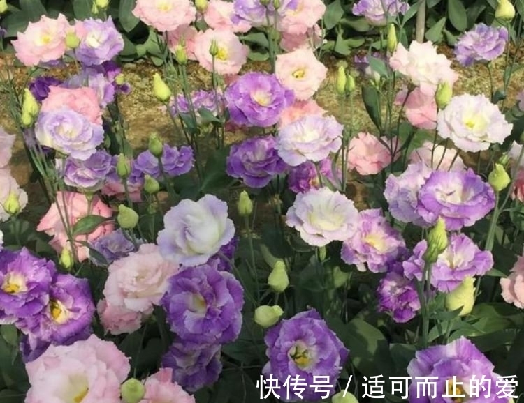 爆盆|4种花是爆盆能手,福旺运旺财更旺,财运爆发,事业风生水起!