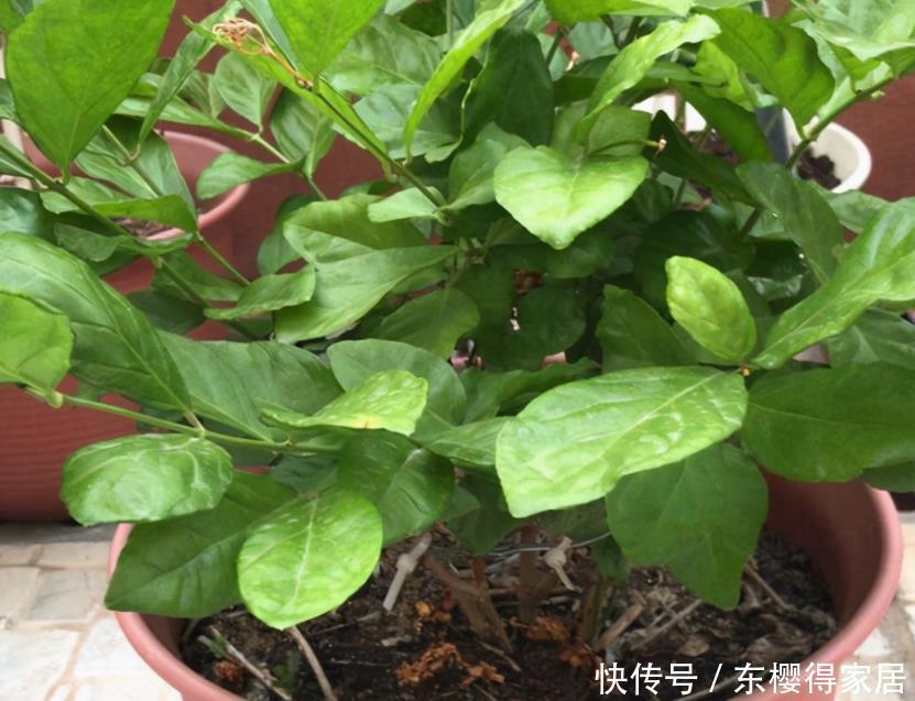 盆栽|养茉莉,夏季完美避开这3个难题,花多香味大,爆满盆