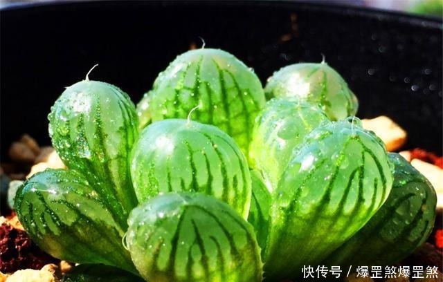 想露养多肉,避开这3个雷区,安全度夏,侧芽蹭蹭冒,独苗变老桩!