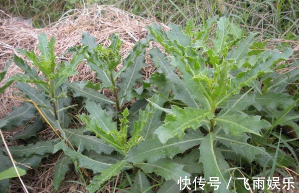 野草|农村无人问津的野草,能清热解毒,止血凉血,降血压,你认识吗