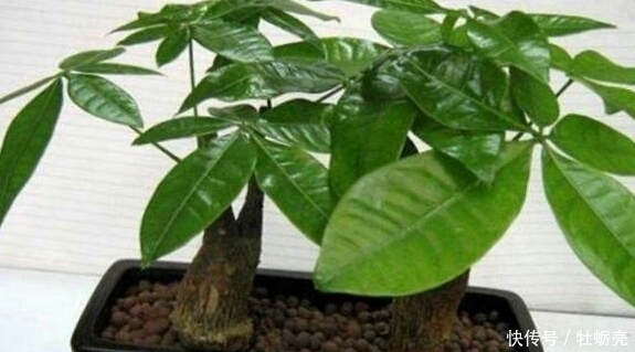 施肥|想要养好花，记住1句话，10种盆栽都能用，养1盆爆1盆！