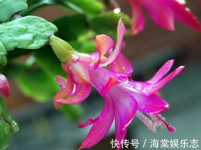 植株|秋季蟹爪兰花期浇水就死掌握3个浇水窍门，盆底排水流畅是关键