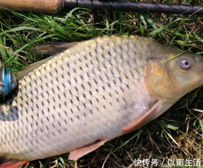 鲤鱼|钓鲤鱼的四个诀窍与自制鲤鱼饵的方法，效果非常显著