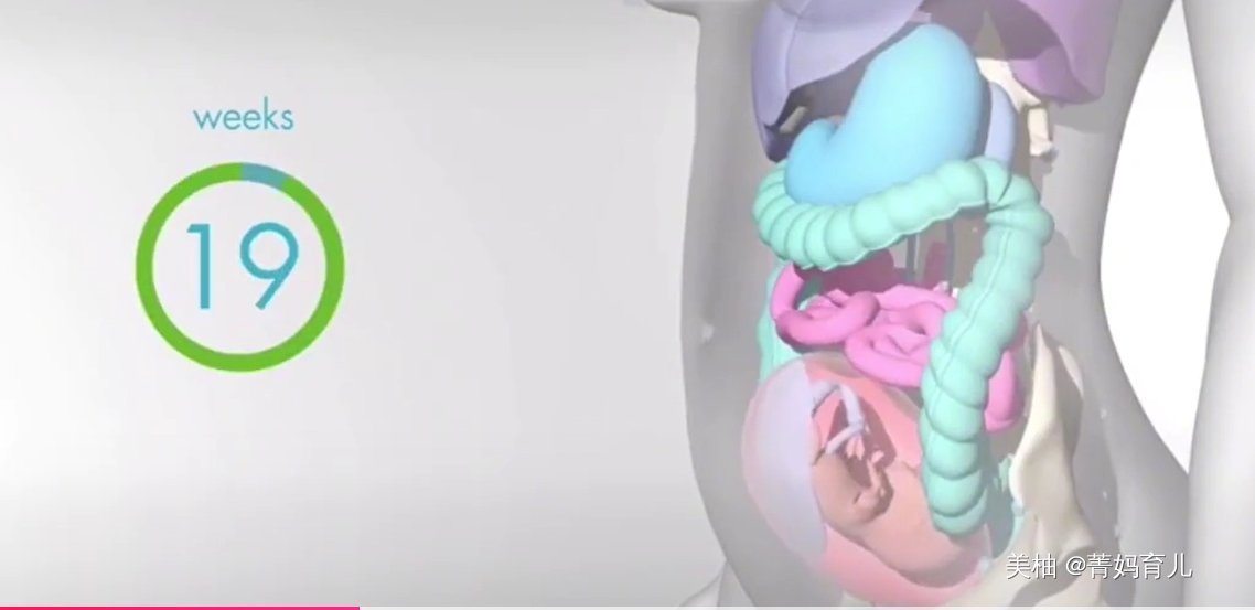 血液|怀孕之后,胎儿把妈妈的内脏挤到哪去了?十张高清图带你了解