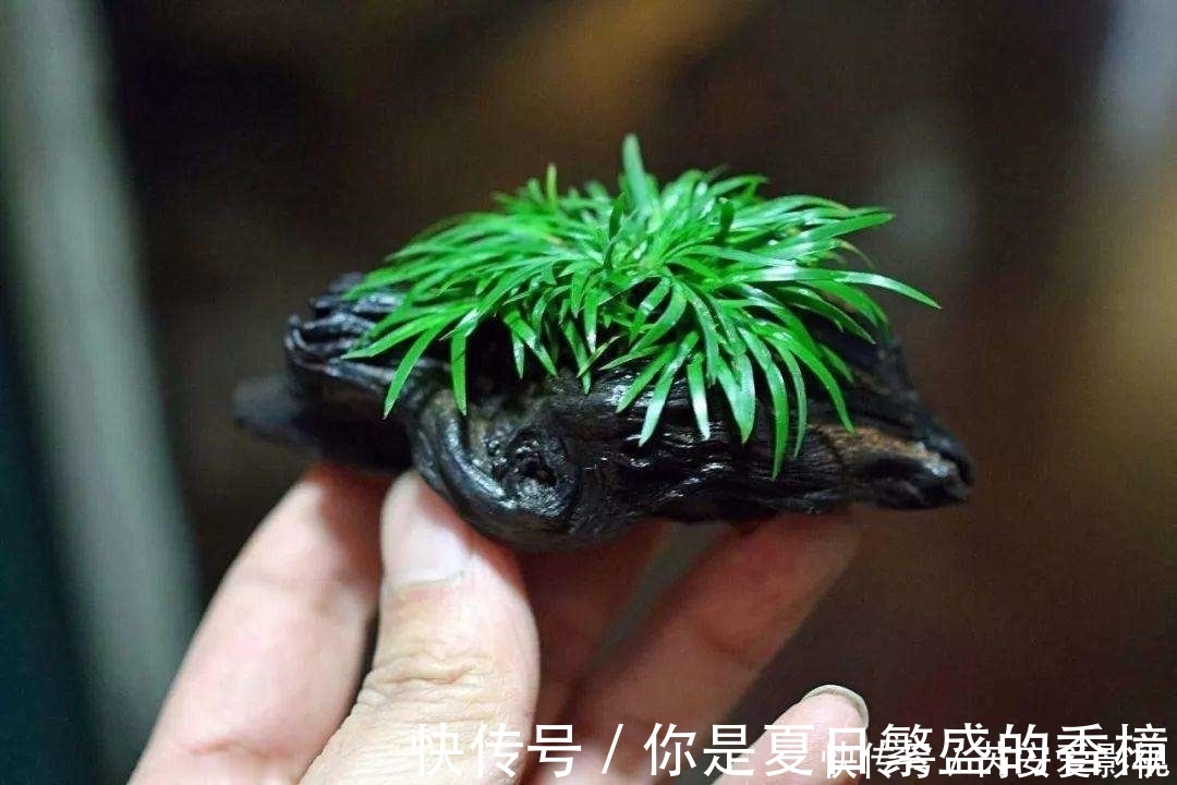 植物|菖蒲是盆景不可缺少的装饰植物,多浇水少施肥,湿着养