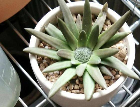 瓦松老一辈的回忆,喜在8、9月开花,盆栽得抓住4个细节