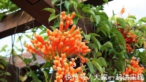 4种漂亮花,不用花钱买,跟邻居要个枝插土里,生根快成活率高!