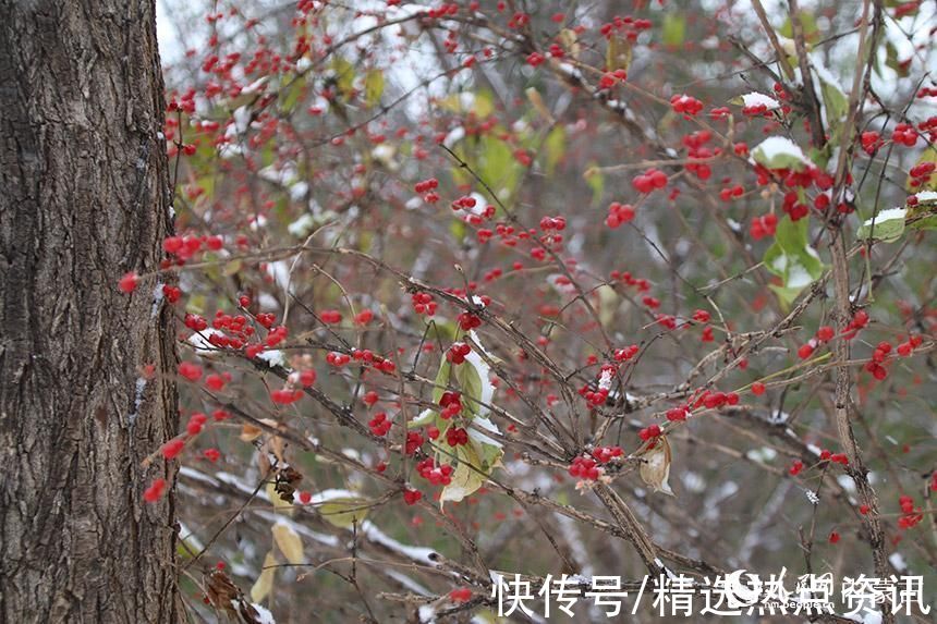 呼和浩特市|内蒙古呼和浩特市迎来初雪