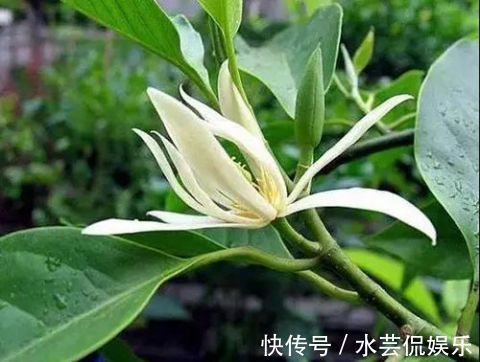 香水|卧室里养上“白兰花”，身上自带花香味，再也不用买香水了！