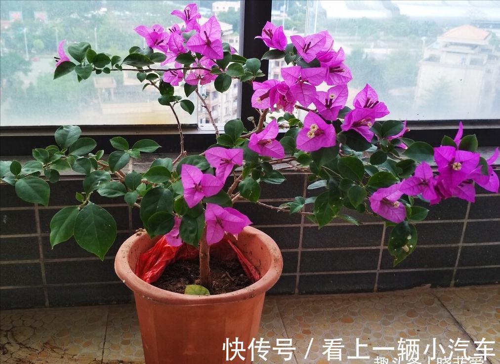 养花要舍得剪！入冬前，5种花剪一剪，有利于过冬和开花