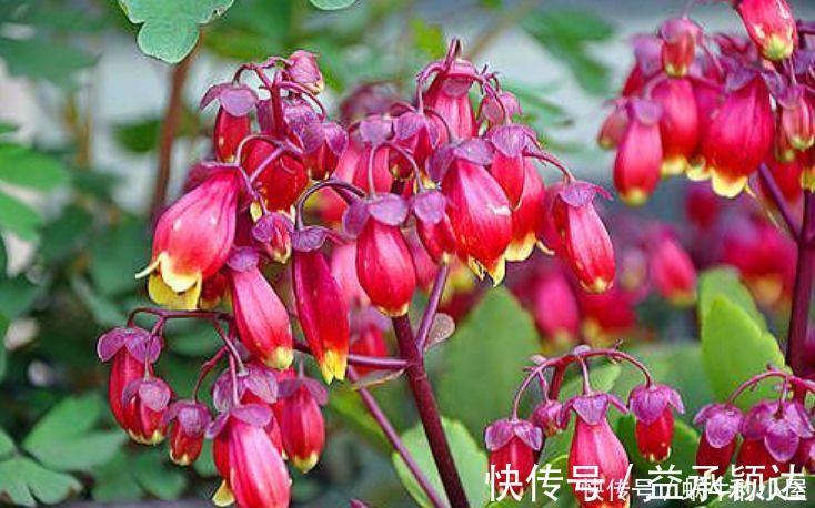 丁香花丁香花|4种花养了就爆盆，好养易活开花漂亮，浇水就疯长，爆盆很容易