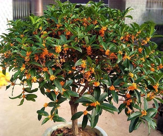 养桂花,就施“1种肥”,不仅“现在”开花多,来年花更多!