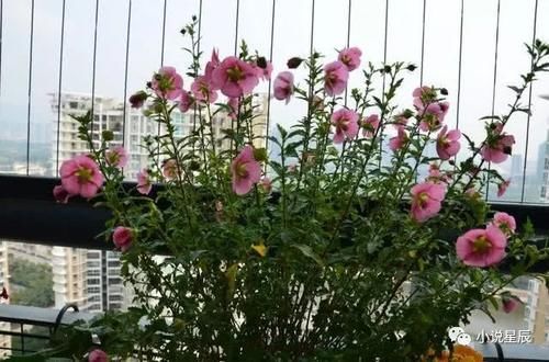 种花|4种花，是好养的“开花机器”，阳台养一盆，花儿天天开爆盆