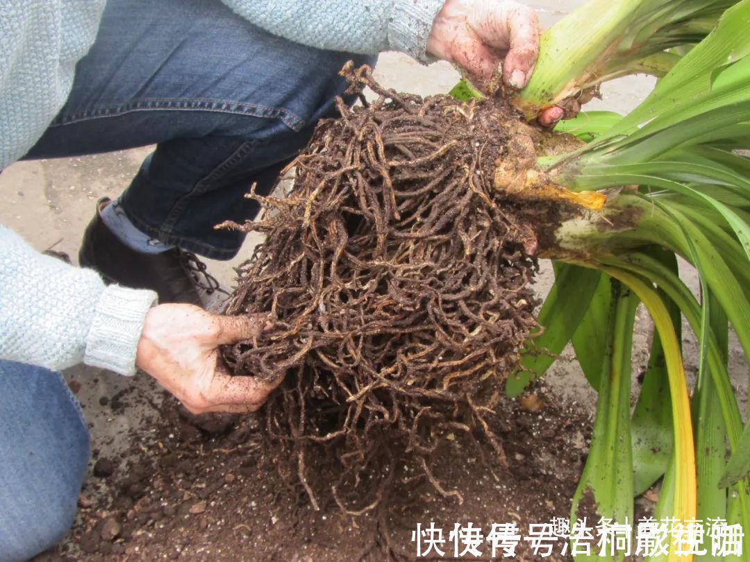 土面|为啥很多朋友在家里养不好君子兰,有可能一开始就买错了