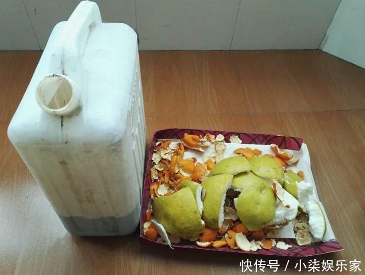 花多多|养花必备肥料,浇水前撒一点,月季开花拳头大!