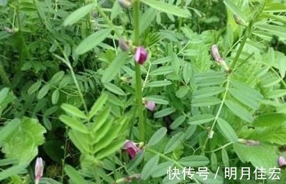 城市人|这种野菜,种子具有毒性,但它的叶子却很香,很多人应该没吃过