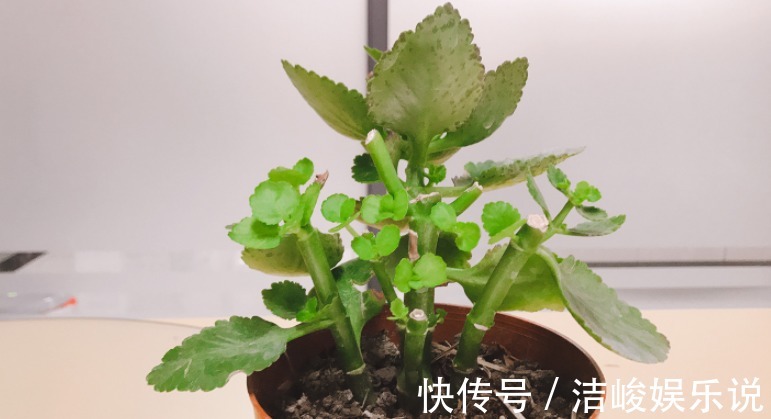 茉莉花|4款“勤花”植物，阳台盆栽几乎不用费心，开花就美极了