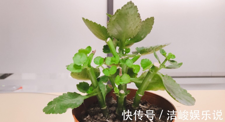 茉莉花|4款“勤花”植物,阳台盆栽几乎不用费心,开花就美极了
