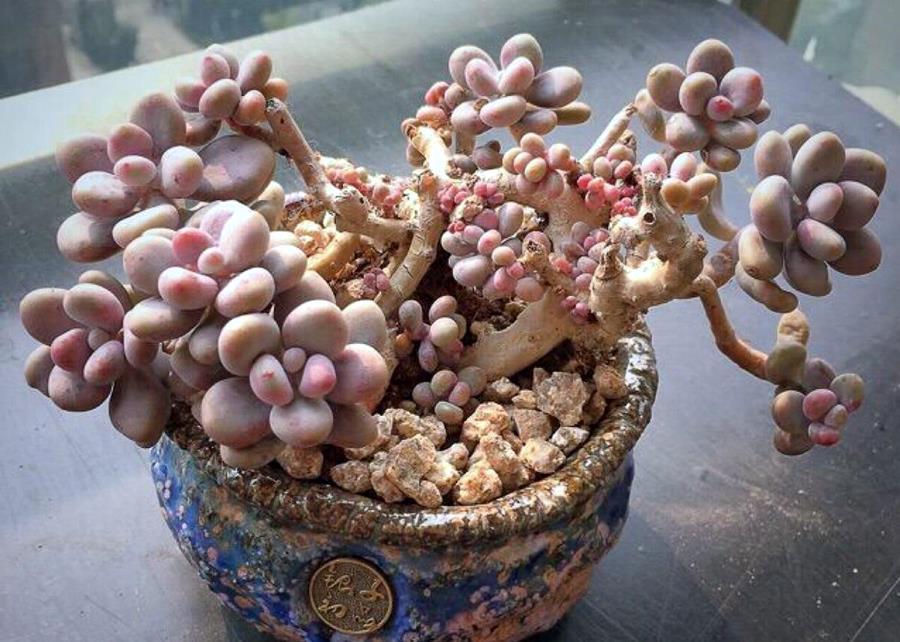 这四种多肉,外观差不多,你分得清吗?