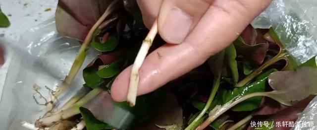 弟弟一家来拜年,上了一盘这菜,不到几分钟光盘,脆爽鲜香又开胃