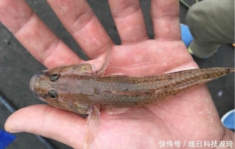 钓友|河道钓鱼却被“趴地虎”搞得心态爆炸?钓鱼人:这是四大害鱼之首