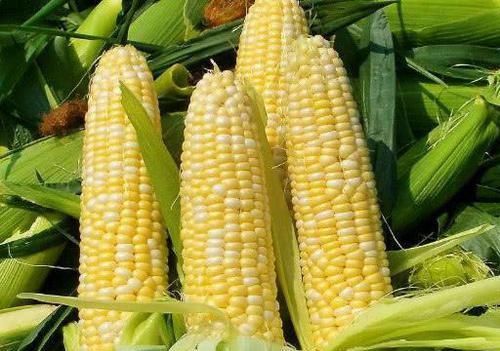 血管|天然的血液“稀释剂”, 经常吃一点, 血管畅通, 避免血栓出现