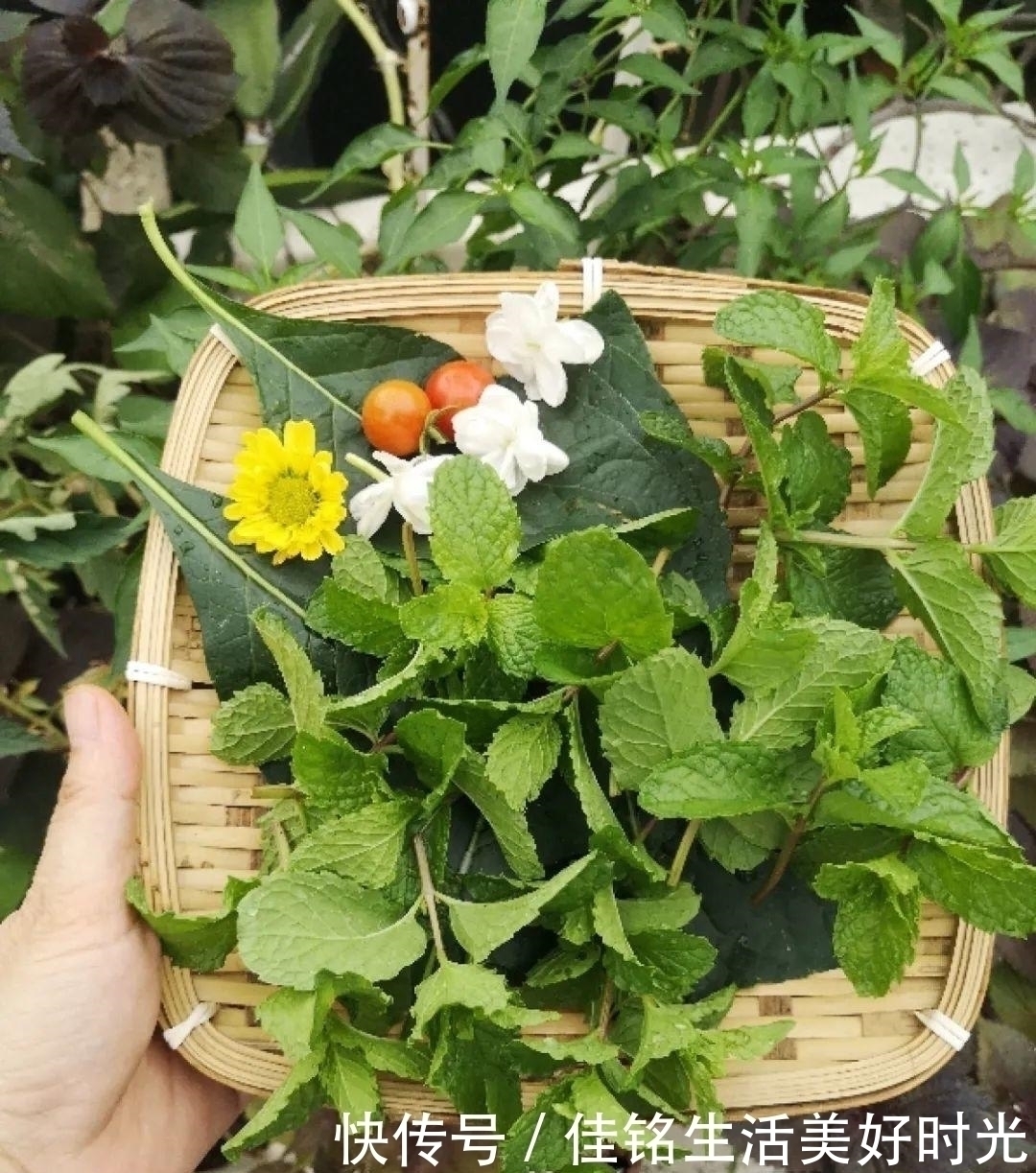 天竺葵|8种花夏天太容易死，现在赶紧扦插，死了也不心疼