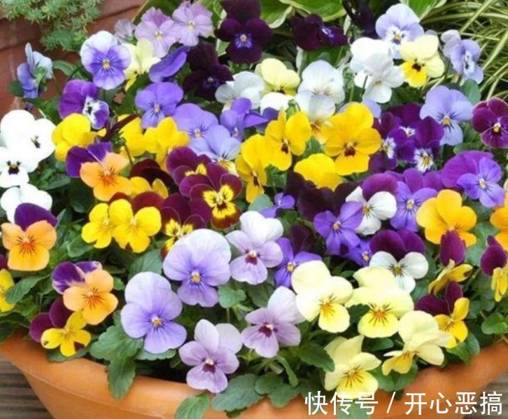 4种花自带财运，家里养一盆，开花就爆盆，不易生病好养护