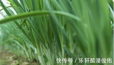 红蜘蛛|花盆里有虫子，有人竟然喷洗衣粉液，撒风油精，连蚊香也用上了