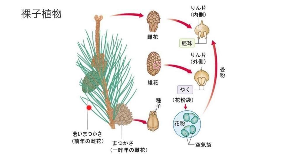 如果地球迎来一场持续10000年的雨，对人类有什么影响