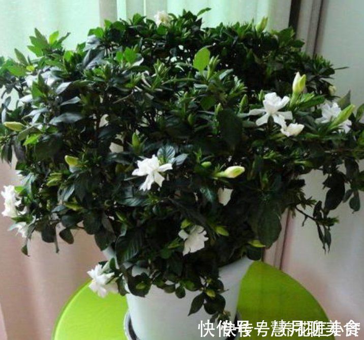 土壤|养这7种花,“醋”要经常浇,每月浇一碗,叶子绿油油