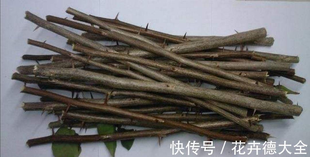 生根|9一10月,别忘记“扦插”这些花,“温度”适宜利于生根