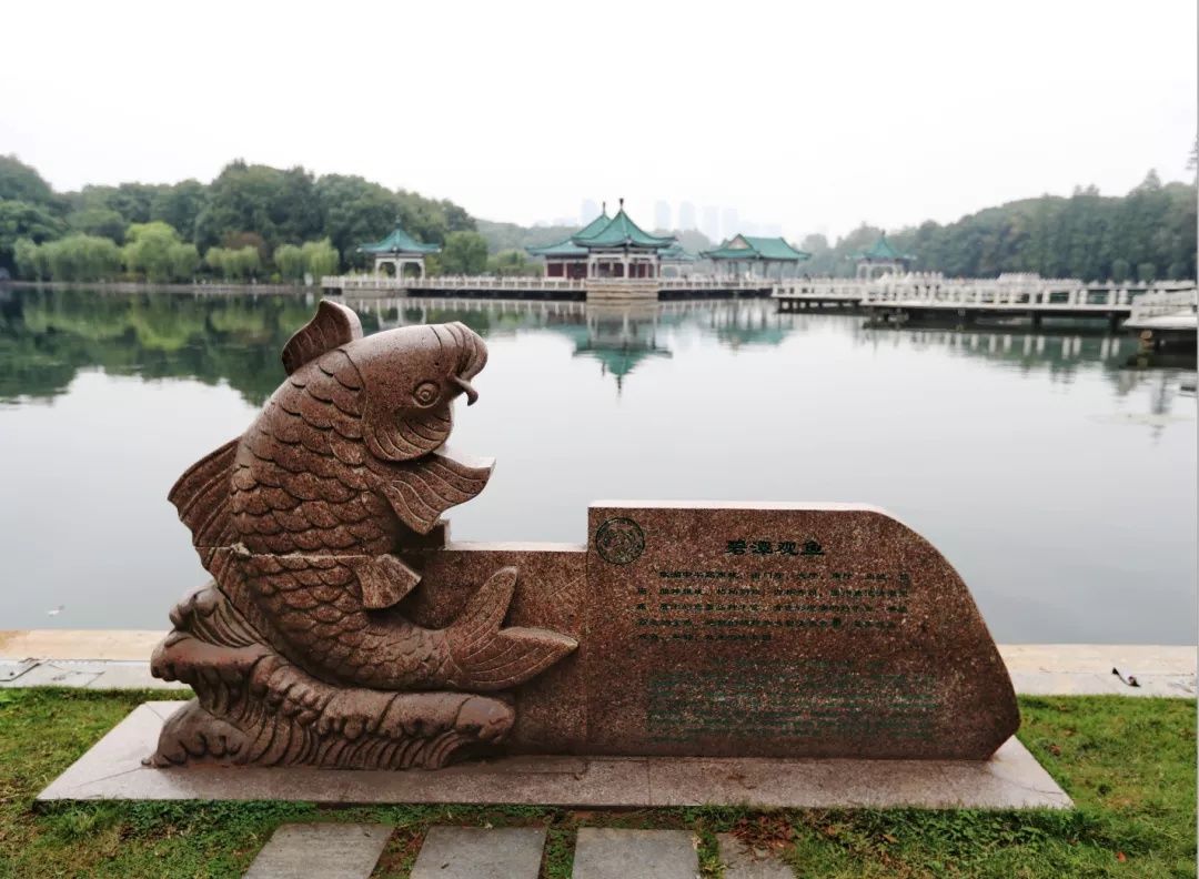 东湖|“没想到武汉有这样一片诗意慢生活空间” 全国百城百名总编有新发现