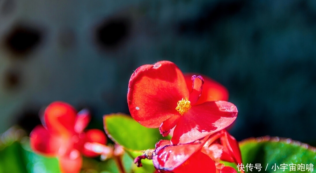 冬天最容易养的六种花,现在正开花,花大又艳,邻居串门直夸好看