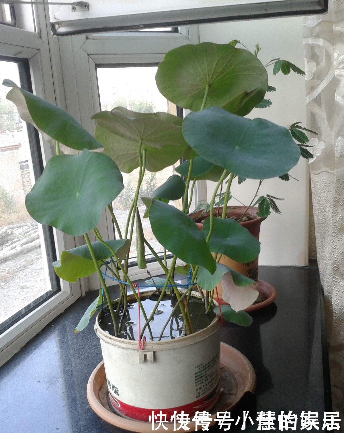 养花没有盆，3个妙招，就能自制出漂亮的花盆，阳台上种了好多花