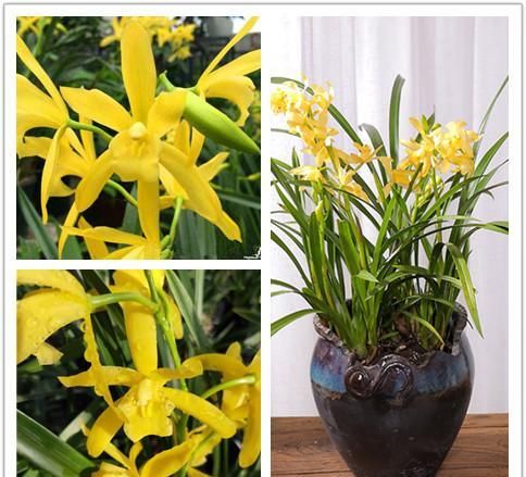  四溢|花色最“高贵”的兰花，也曾多次获奖，芳香四溢，气质优雅还好养