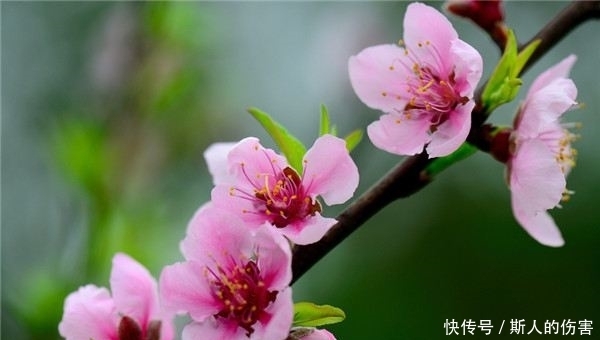 此花自古以来就是代表了好运的花,粉红色的花朵,也是爱情的到来