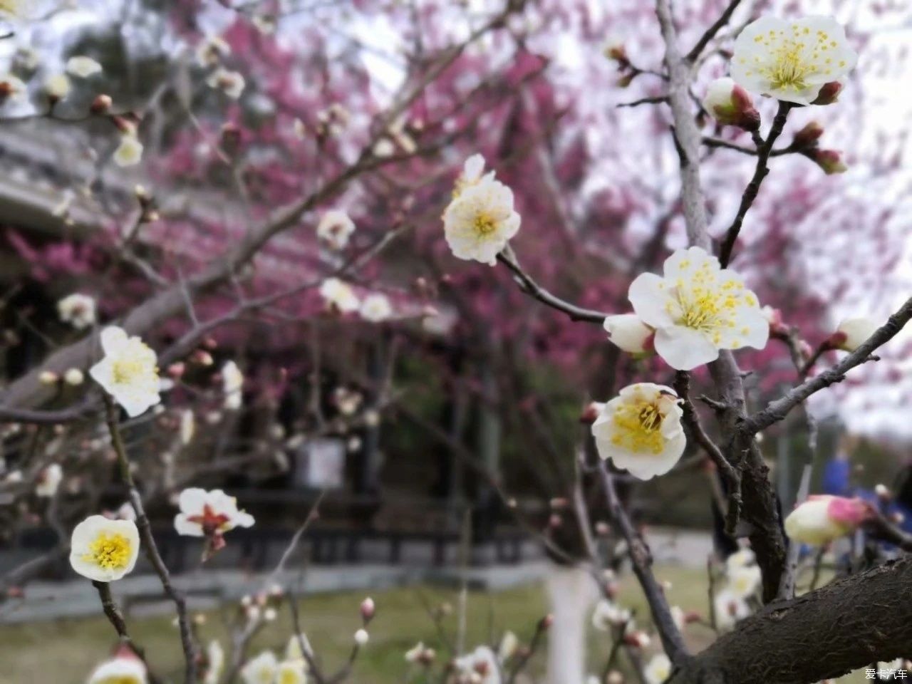 傲雪|梅花竞相开放了