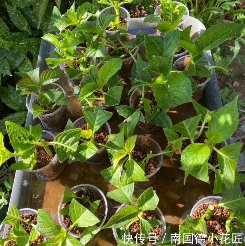 秋天|5种漂亮花,立秋之后快扦插,天凉快,生根快,成活多