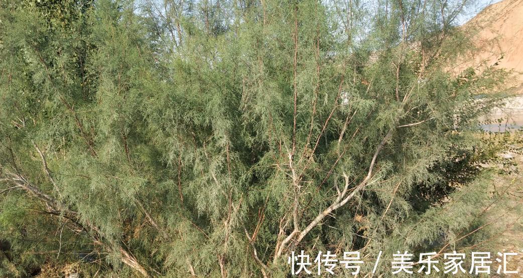 梭梭树到底长什么样,好多人在蚂蚁森林忙活了半天都一定没瞧过