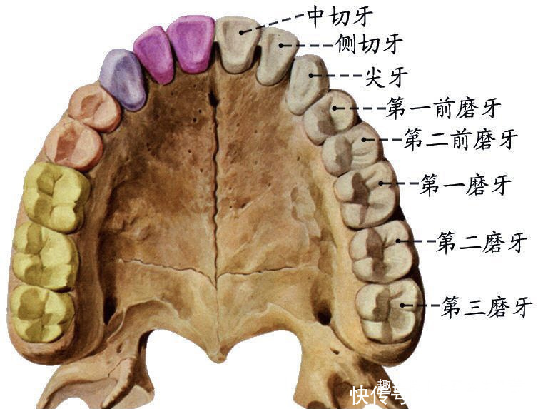 各司其职的牙齿