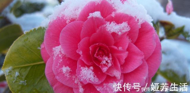 网上买花有准则，这4种花千万不能入手，买回家根本养不活