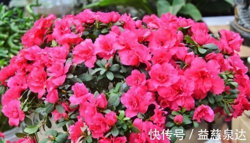 皋月杜鹃|此款盆栽花卉,比兰花大气,越养越漂亮,养几年长成传家宝