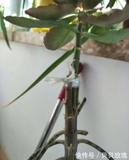 长寿花不好养,这样嫁接,以后不烂根,不黑腐,花开多爆盆