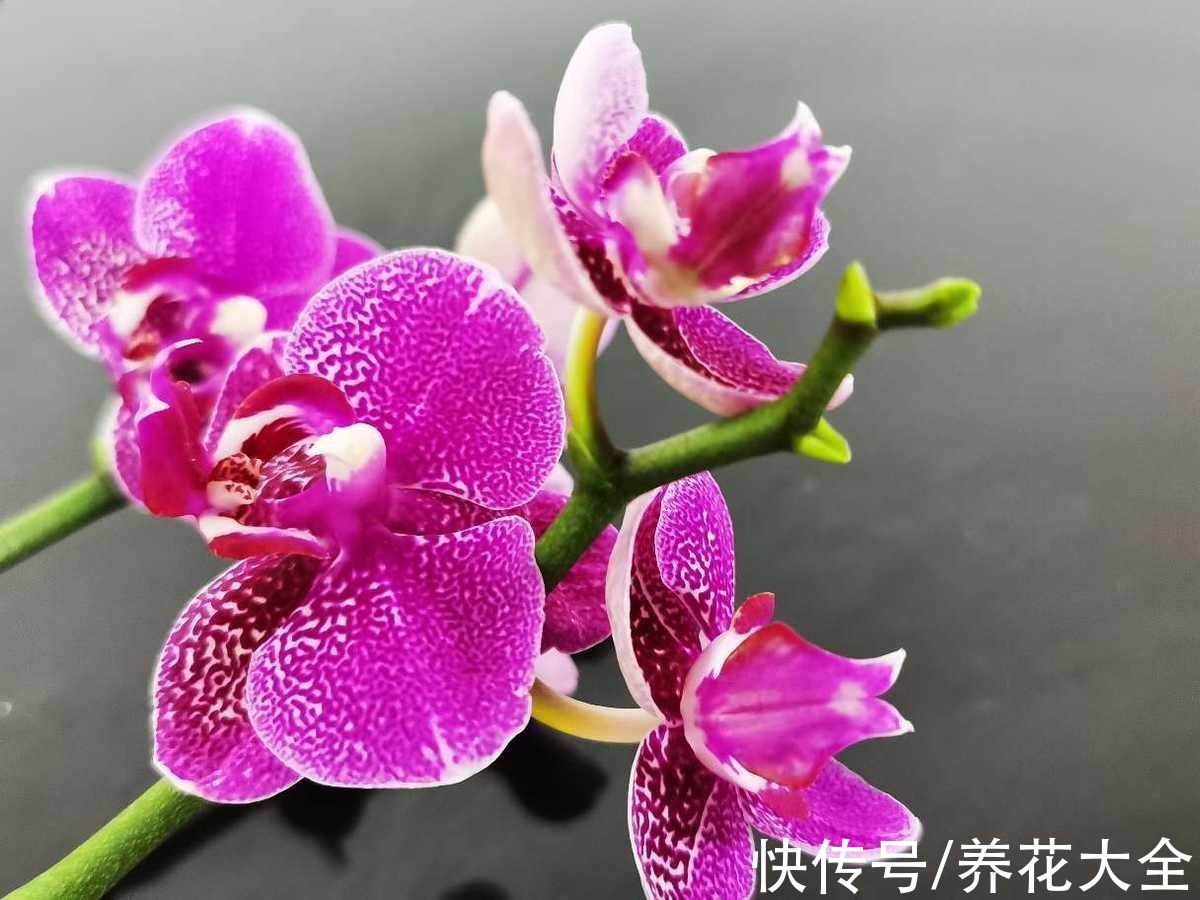 5种矫情花,不能干,不能湿,实在是娇气