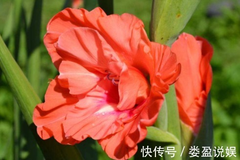 喜欢菊花,不如养盆“菊中稀品”红旗,似花蝴蝶展翅,红艳欲滴!